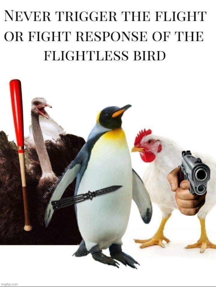 How to lose an Emu war: | image tagged in never trigger a flightless bird,never,trigger,a,flightless,bird | made w/ Imgflip meme maker