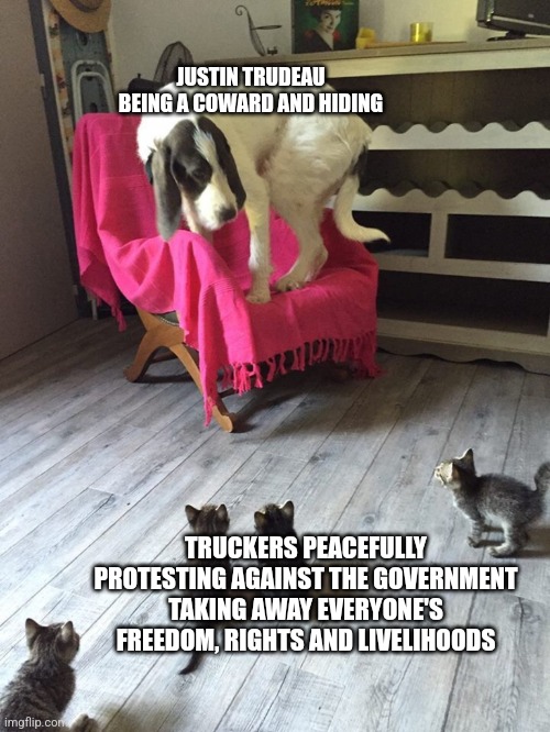 Justin Trudeau hides from the freedom truckers like a coward | JUSTIN TRUDEAU BEING A COWARD AND HIDING; TRUCKERS PEACEFULLY PROTESTING AGAINST THE GOVERNMENT TAKING AWAY EVERYONE'S FREEDOM, RIGHTS AND LIVELIHOODS | image tagged in dog scared of cats,canada,justin trudeau,scumbag government,freedom truckers,protest | made w/ Imgflip meme maker