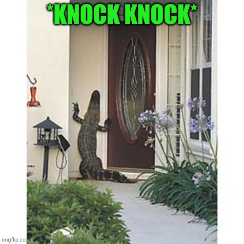 Alligator at the door | *KNOCK KNOCK* | image tagged in alligator at the door | made w/ Imgflip meme maker