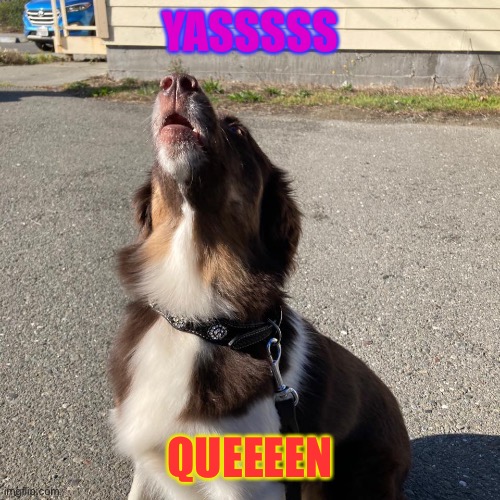 Howling dog | YASSSSS; QUEEEEN | image tagged in howling dog | made w/ Imgflip meme maker