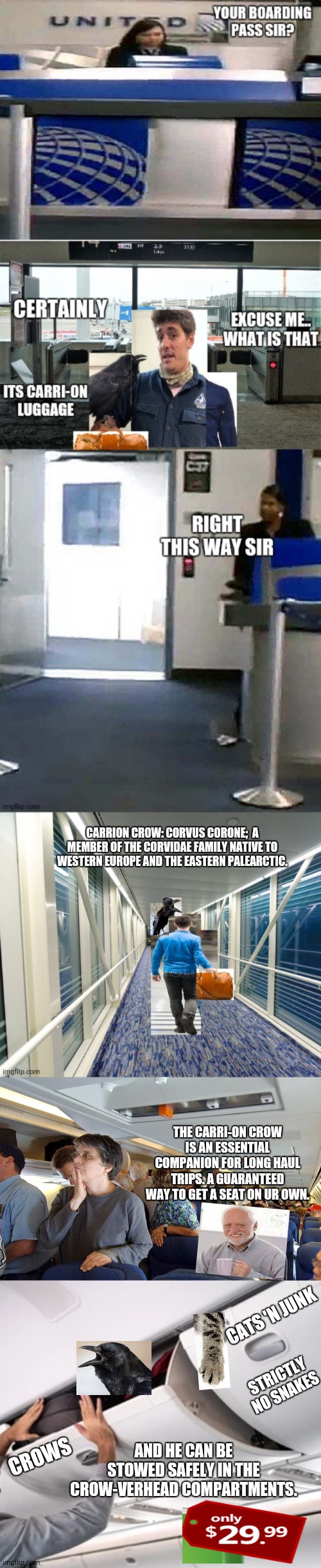 Such a carri-on | CARRION CROW: CORVUS CORONE;  A MEMBER OF THE CORVIDAE FAMILY NATIVE TO WESTERN EUROPE AND THE EASTERN PALEARCTIC. THE CARRI-ON CROW IS AN ESSENTIAL COMPANION FOR LONG HAUL TRIPS. A GUARANTEED WAY TO GET A SEAT ON UR OWN. CATS 'N JUNK; STRICTLY NO SNAKES; AND HE CAN BE STOWED SAFELY IN THE CROW-VERHEAD COMPARTMENTS. CROWS | image tagged in carry on columba,as the crow flies | made w/ Imgflip meme maker