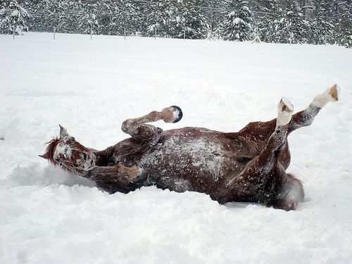 Horse in winter Blank Meme Template