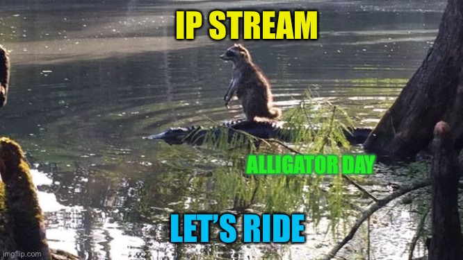 raccoon-alligator-riding | IP STREAM; ALLIGATOR DAY; LET’S RIDE | image tagged in raccoon-alligator-riding | made w/ Imgflip meme maker