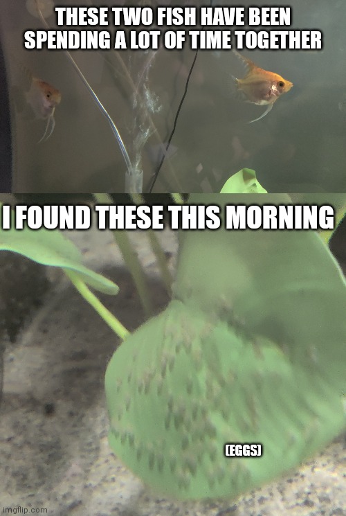 Eggs in a leaf | THESE TWO FISH HAVE BEEN SPENDING A LOT OF TIME TOGETHER; I FOUND THESE THIS MORNING; (EGGS) | made w/ Imgflip meme maker