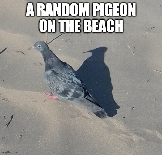 A RANDOM PIGEON ON THE BEACH | made w/ Imgflip meme maker