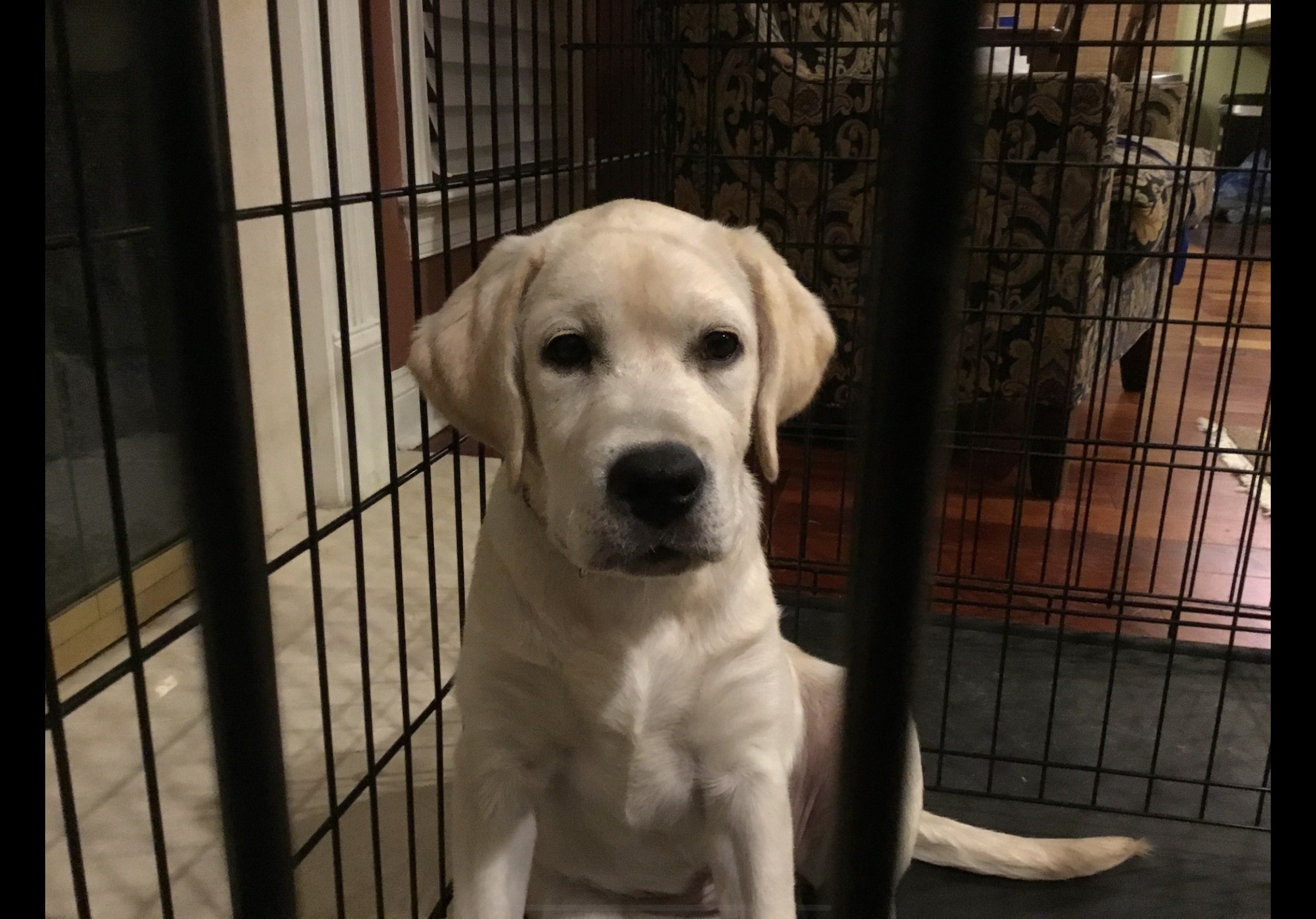 Doggie gets sent to puppy prison Blank Meme Template