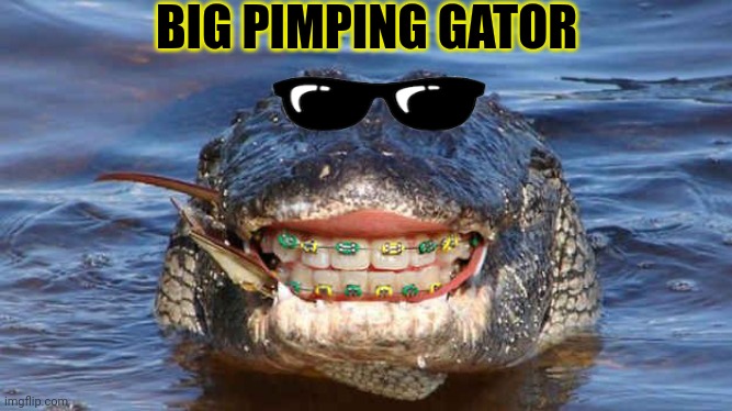 Post this gator | BIG PIMPING GATOR | image tagged in post,this,gator,alligator | made w/ Imgflip meme maker