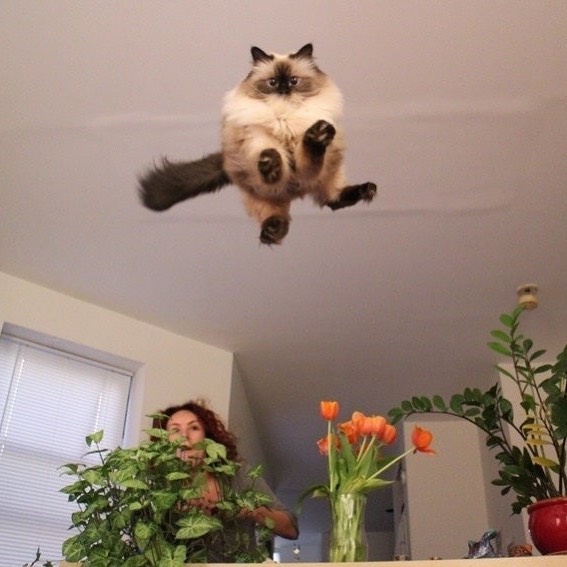 High Quality Cat Leap Blank Meme Template