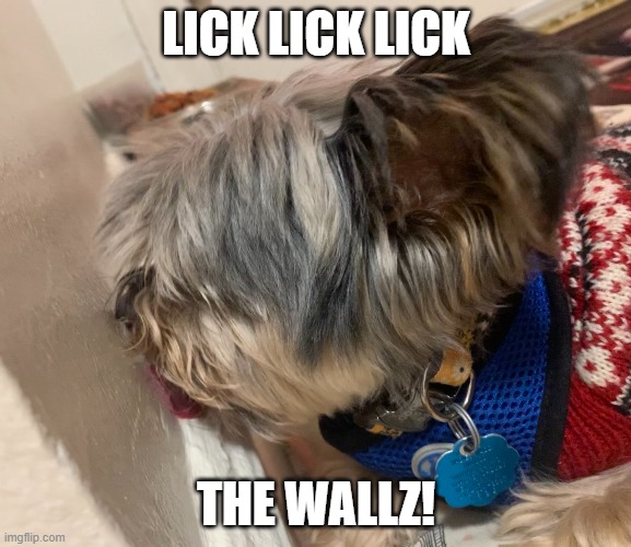 Lick the Wallz! | LICK LICK LICK; THE WALLZ! | image tagged in dogs,wall | made w/ Imgflip meme maker