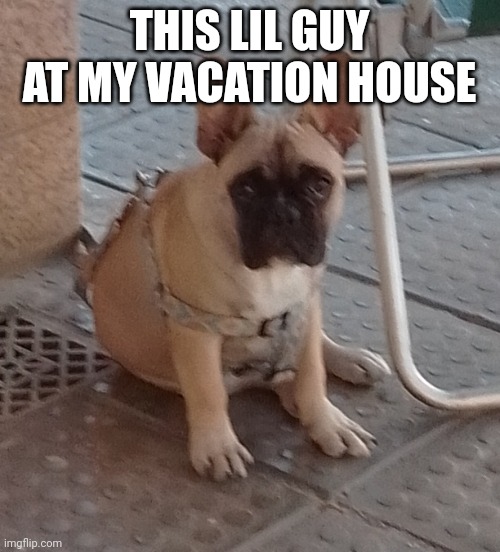 Polo | THIS LIL GUY AT MY VACATION HOUSE | image tagged in polo | made w/ Imgflip meme maker