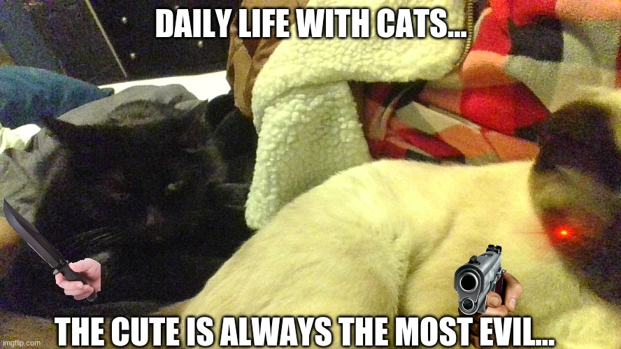 cats | DAILY LIFE WITH CATS... THE CUTE IS ALWAYS THE MOST EVIL... | image tagged in cat life | made w/ Imgflip meme maker