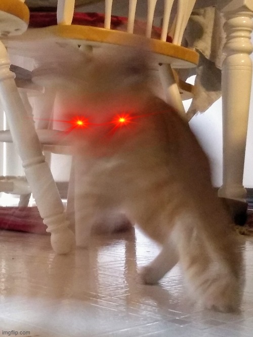 cat pouncing rage Blank Meme Template