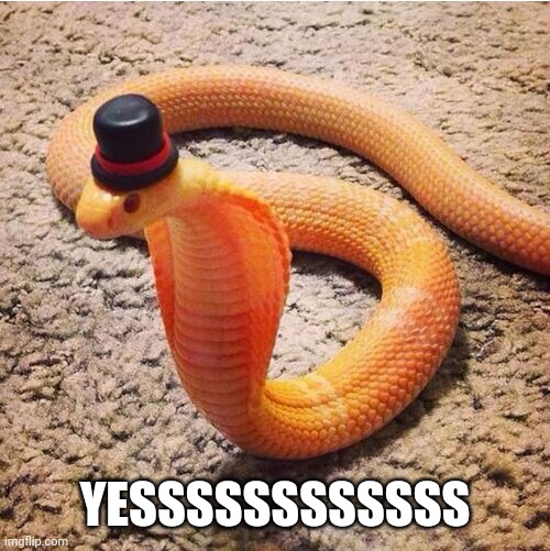 Dapper Snek | YESSSSSSSSSSSS | image tagged in dapper snek | made w/ Imgflip meme maker