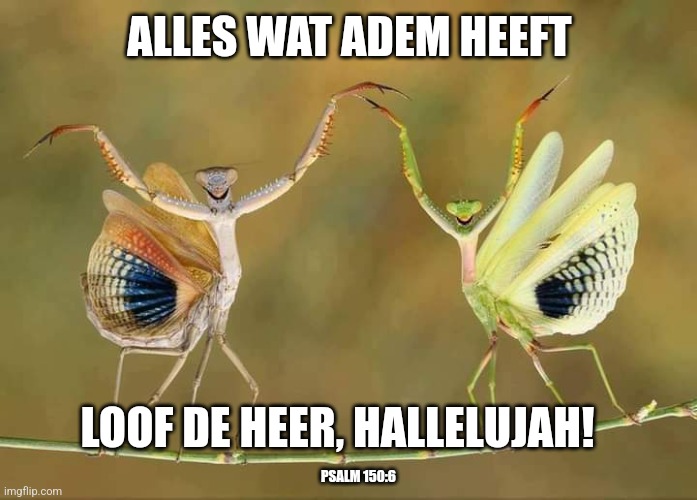 Praise the Lord | ALLES WAT ADEM HEEFT; LOOF DE HEER, HALLELUJAH! PSALM 150:6 | image tagged in praise,breath,christianity,christian | made w/ Imgflip meme maker