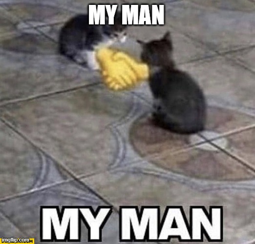 Cats shaking hands | MY MAN | image tagged in cats shaking hands | made w/ Imgflip meme maker