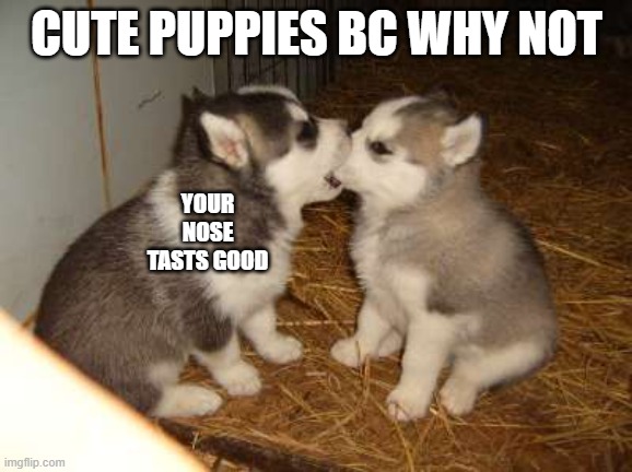 Funny Pupers |  CUTE PUPPIES BC WHY NOT; YOUR NOSE TASTS GOOD | image tagged in memes,cute puppies | made w/ Imgflip meme maker