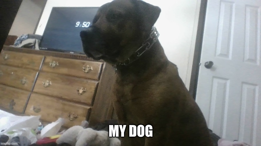 MY DOG | made w/ Imgflip meme maker