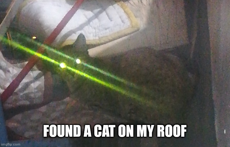 Look at those green glowing eyes :O | FOUND A CAT ON MY ROOF | image tagged in cats,picture | made w/ Imgflip meme maker