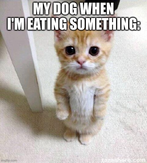 I want to give him my food though | MY DOG WHEN I'M EATING SOMETHING: | image tagged in memes,cute cat | made w/ Imgflip meme maker