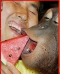 Man and an orangutan with a watermelon Blank Meme Template