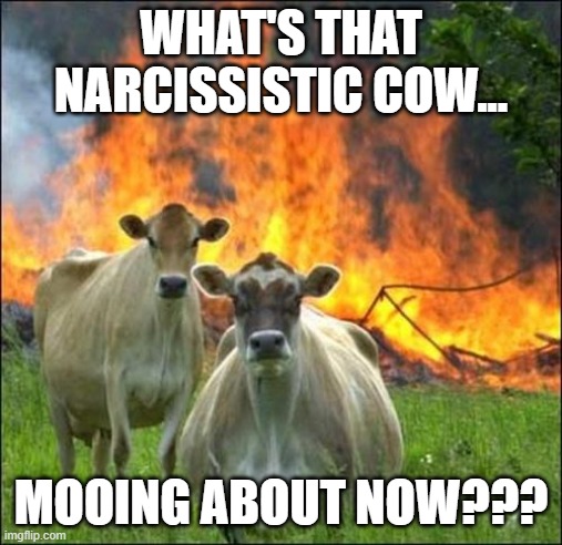 Evil Cows Meme | WHAT'S THAT NARCISSISTIC COW... MOOING ABOUT NOW??? | image tagged in memes,evil cows | made w/ Imgflip meme maker