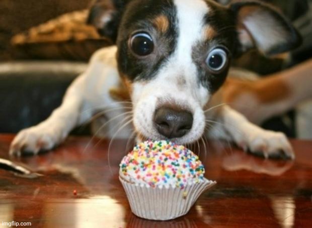 Cupcake Dog | image tagged in cupcake dog | made w/ Imgflip meme maker