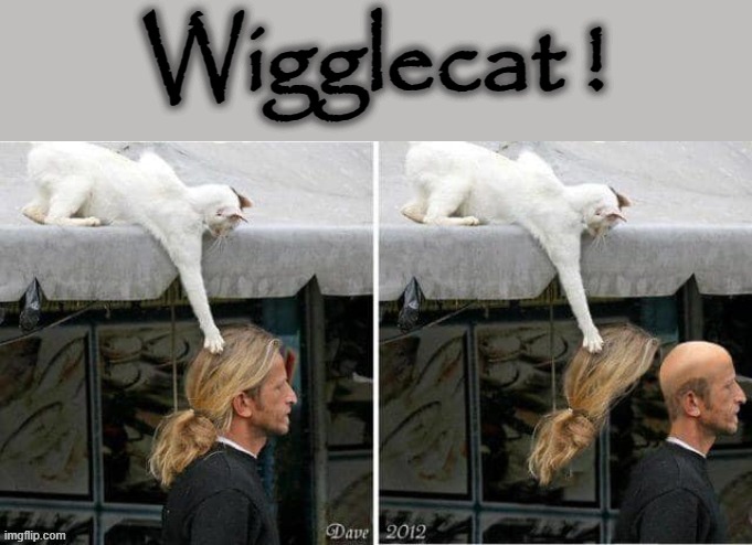 Cat`s eyes ! | Wigglecat ! | image tagged in true story bro | made w/ Imgflip meme maker