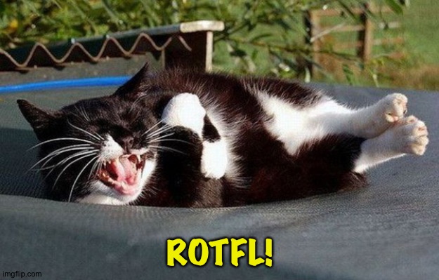 ROTFL Cat | ROTFL! | image tagged in rotfl cat | made w/ Imgflip meme maker