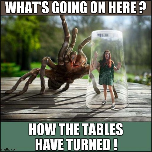 IT's Behind You ! | WHAT'S GOING ON HERE ? HOW THE TABLES HAVE TURNED ! | image tagged in spider,glass,reverse roles,dark humour | made w/ Imgflip meme maker