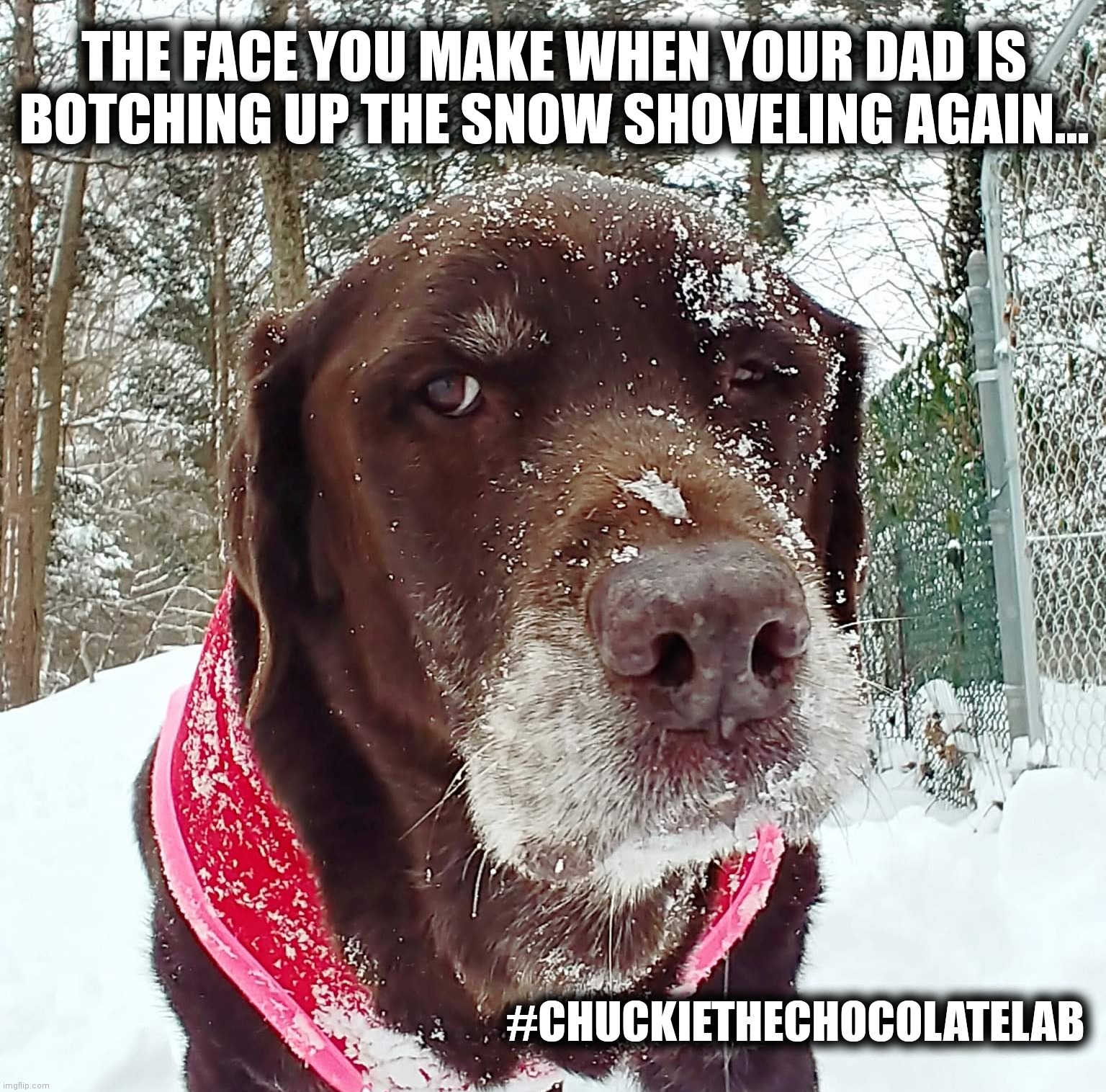 The face you make... |  THE FACE YOU MAKE WHEN YOUR DAD IS BOTCHING UP THE SNOW SHOVELING AGAIN... #CHUCKIETHECHOCOLATELAB | image tagged in chuckie the chocolate lab,dogs,funny,memes,snow,shoveling | made w/ Imgflip meme maker
