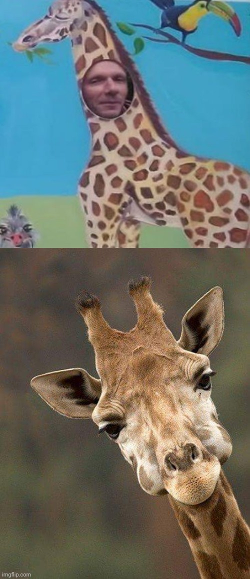 Giraffe design fail | image tagged in giraffe,design fails,you had one job,memes,meme,fails | made w/ Imgflip meme maker