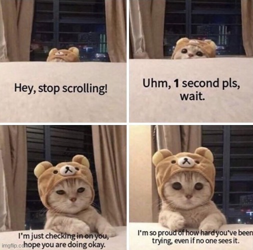 Stop scrolling people. | image tagged in animals,cute,cats | made w/ Imgflip meme maker