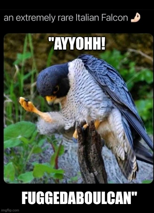 Italian Falcon |  "AYYOHH! FUGGEDABOULCAN" | image tagged in memes,italian,falcon | made w/ Imgflip meme maker