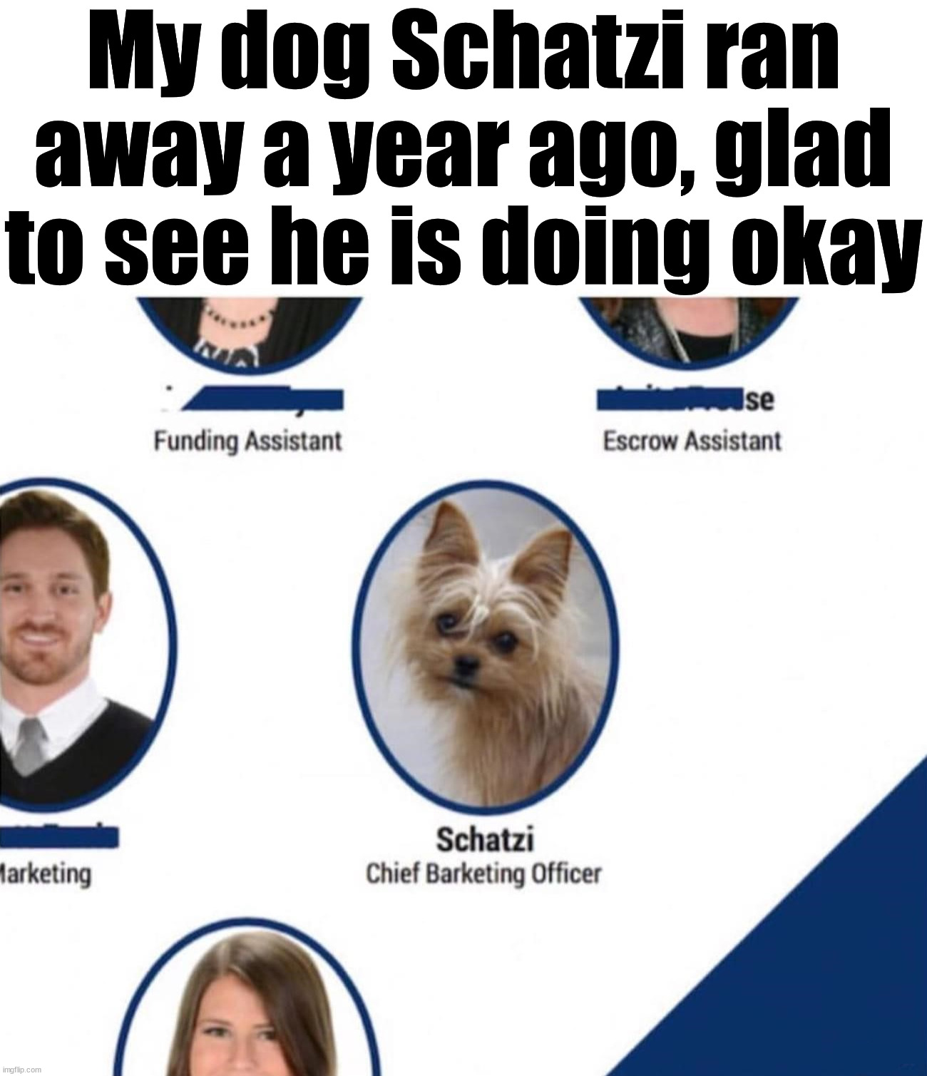 My dog Schatzi ran away a year ago, glad to see he is doing okay | image tagged in dogs | made w/ Imgflip meme maker