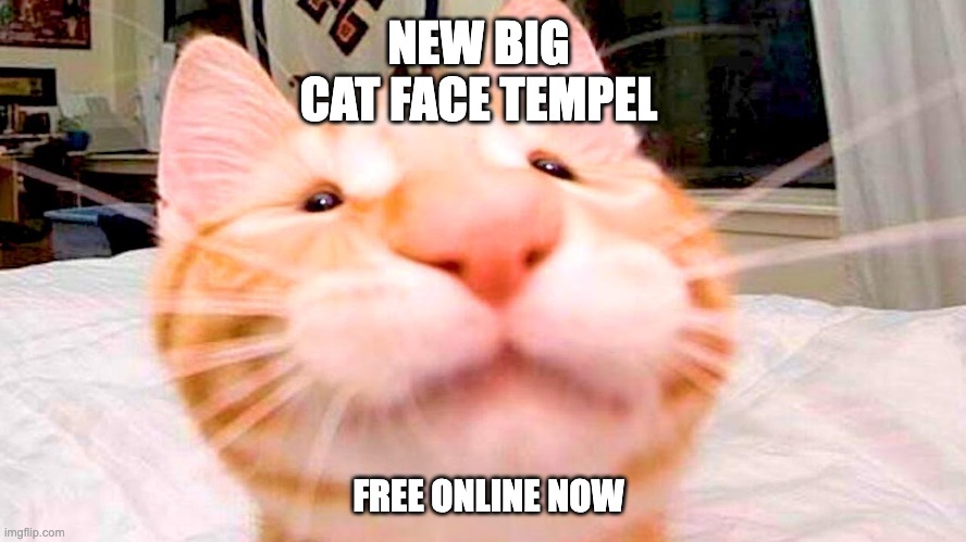 big cat face lol | NEW BIG CAT FACE TEMPEL; FREE ONLINE NOW | image tagged in big cat face lol | made w/ Imgflip meme maker