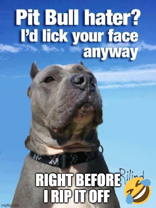 Pit Bulls: You can'tlive with them or without them | RIGHT BEFORE I RIP IT OFF | image tagged in pit bulls | made w/ Imgflip meme maker