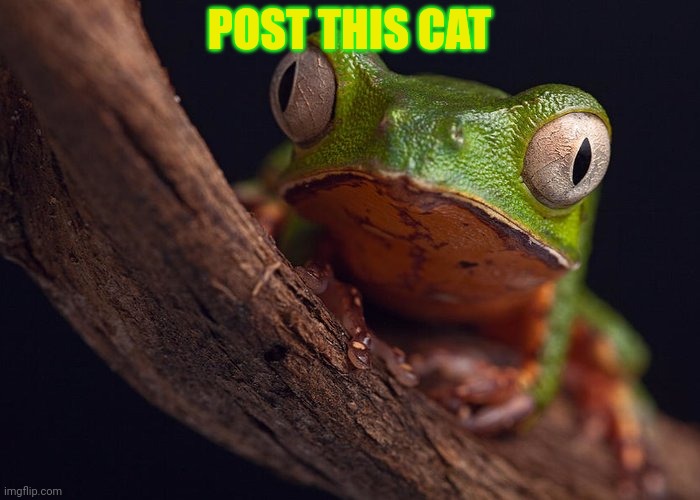 Post this cat | POST THIS CAT | image tagged in post,this,cat,all,the cool kids are doing it | made w/ Imgflip meme maker