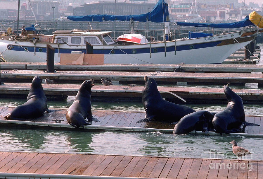 seals on a dock Blank Meme Template