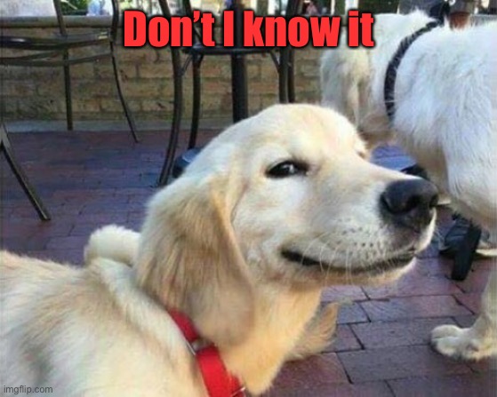 dog smiling | Don’t I know it | image tagged in dog smiling | made w/ Imgflip meme maker