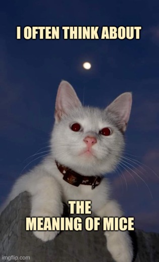 image tagged in kitty,moon,the meaning of life,contemplating,i love you,cat | made w/ Imgflip meme maker