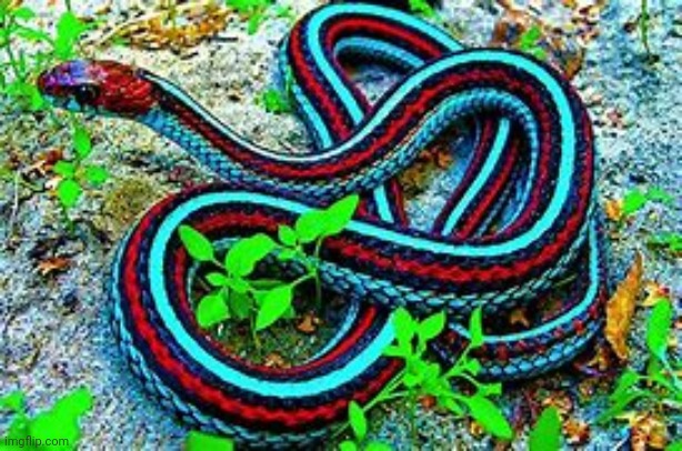 Snek | image tagged in snek | made w/ Imgflip meme maker