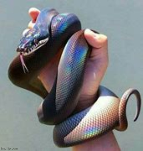 Snek | image tagged in snek | made w/ Imgflip meme maker