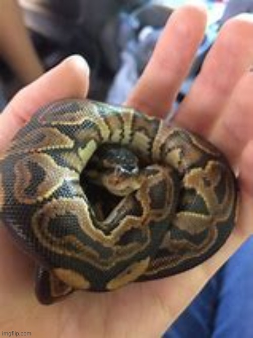 Snek | image tagged in snek | made w/ Imgflip meme maker