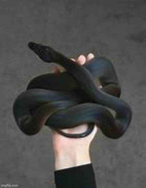 Snek | image tagged in snek | made w/ Imgflip meme maker