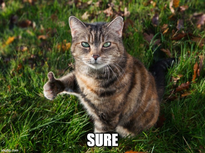 THUMBS UP CAT | SURE | image tagged in thumbs up cat | made w/ Imgflip meme maker
