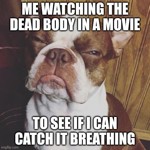 Skeptical | ME WATCHING THE DEAD BODY IN A MOVIE; TO SEE IF I CAN CATCH IT BREATHING | image tagged in funny,dog | made w/ Imgflip meme maker