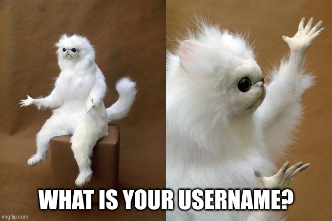 Persian Cat Room Guardian Meme | WHAT IS YOUR USERNAME? | image tagged in memes,persian cat room guardian | made w/ Imgflip meme maker