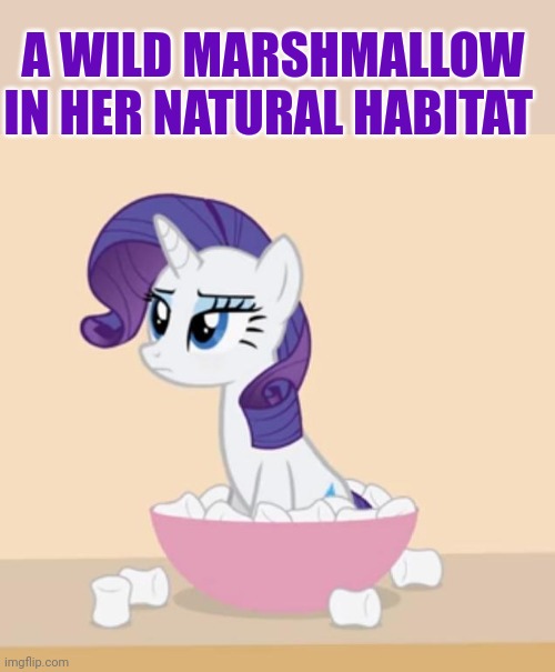 Rarity | A WILD MARSHMALLOW IN HER NATURAL HABITAT | image tagged in mlp,rarity,marshmallow,pony | made w/ Imgflip meme maker