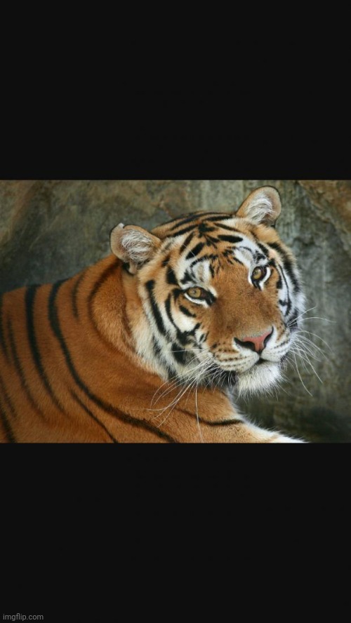 Tigre Del Bengala  | image tagged in tigre del bengala | made w/ Imgflip meme maker