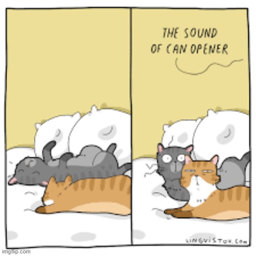 A Cat's Way Of Thinking | image tagged in memes,comics,cats,alert,can,opening | made w/ Imgflip meme maker